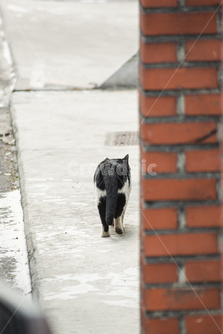 고양이,길고양이,치즈태비,고양이상처,길냥이,안쓰러운,야옹이,street,cat,kitty,animal