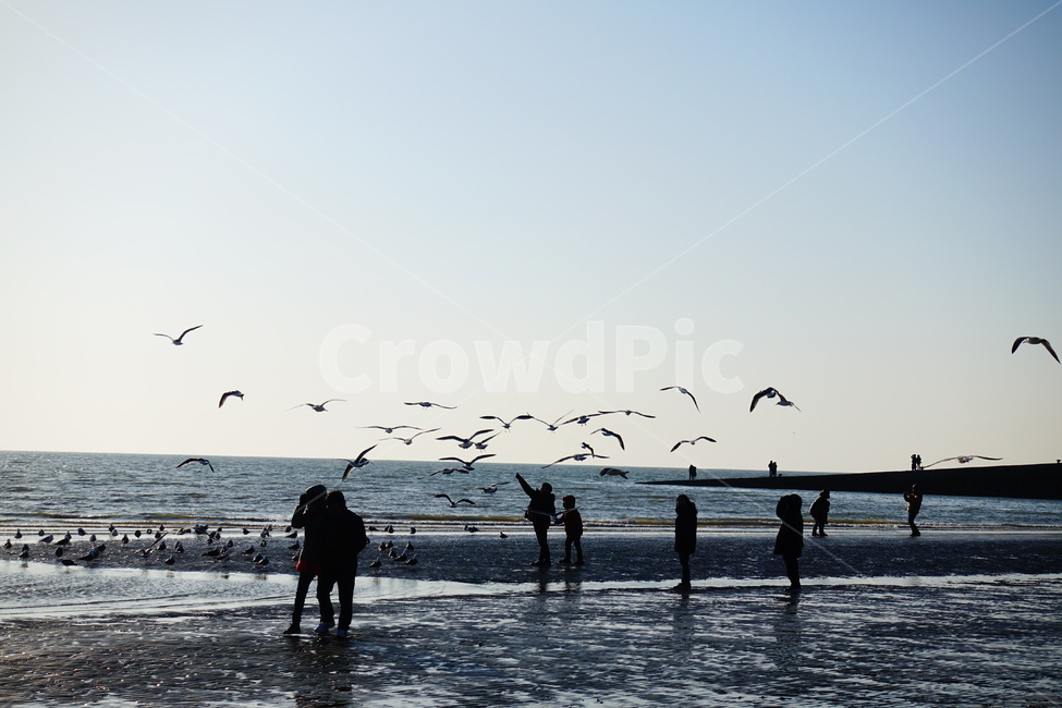 서해,을왕리,을왕리해변,서해바다,갈매기,바다,파도,자연,풍경,nature,landscape,해변,바다,beach,sea,동물,animal,조류,새,birds,사람들,대중,군중,other people,crowd,water,물,bird,outdoors,옥외