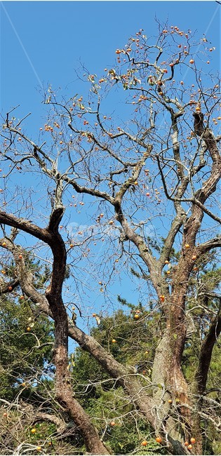 가을,자연,나무,하늘,풍경,감성,trees,green,sky,nature,fall,autumn,시골풍경,한국자연풍경,식물,감,감나무,가을,계절,fall,autumn,season,식물,자연,plants,nature,나무,trees,wood,tree,tree trunk,나무 줄기,plant