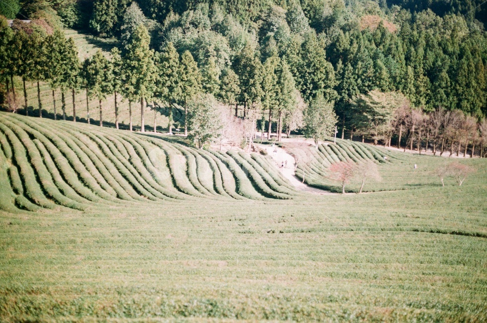 outdoors,녹차밭,녹차,초록,greentea,농업,농사,agriculture,farming,farming industry