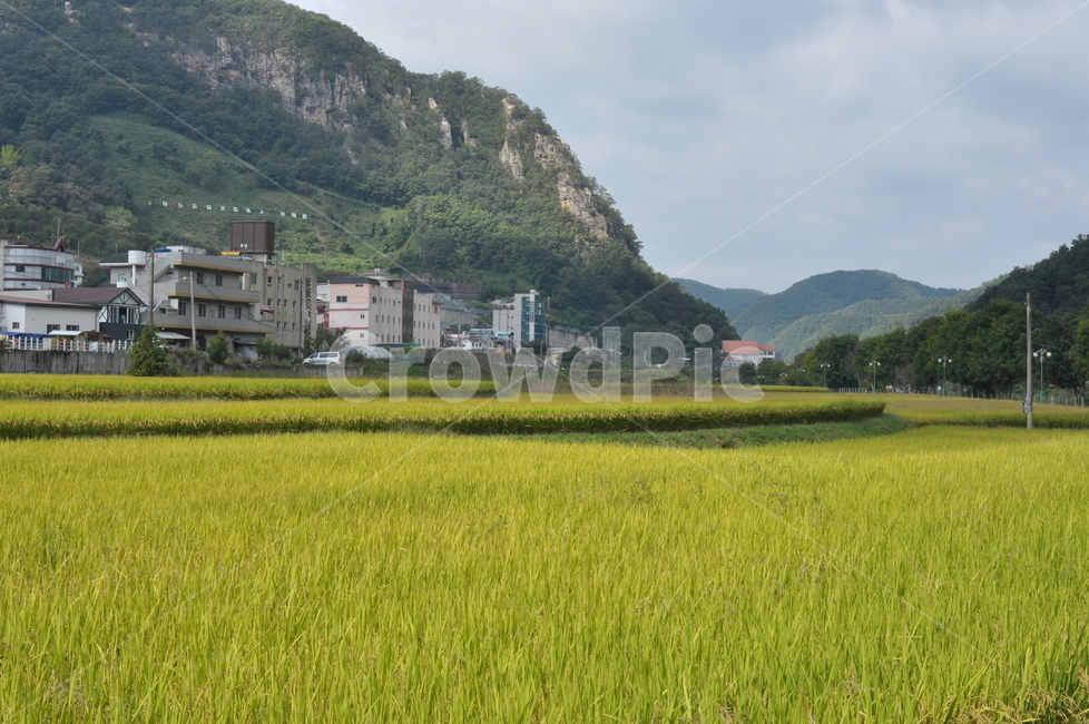 강촌,가을,풍경,가을풍경,논,시골,마을,풍경,landscape,country,rural,town