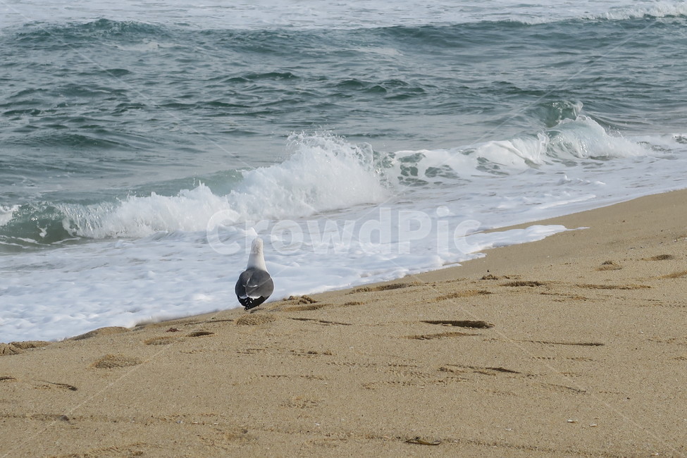 sea,바다,nature,자연,ocean,water,물,bird,새,animal,동물,갈매기,seagull