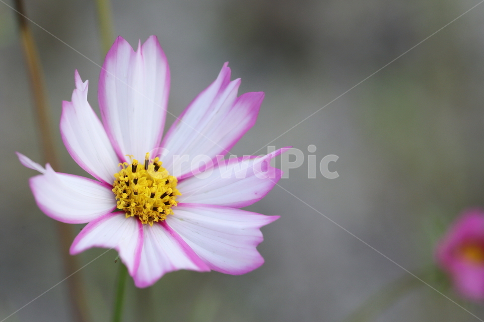 꽃,코스모스,cosmos,plant,식물,pollen,식물,자연,plants,nature,꽃,flower