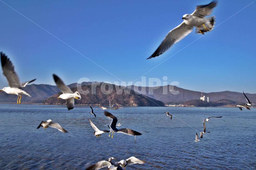 갈매기,새,조류,비행,비상,외포리,강화,바다,동물,동물,animal,조류,새,birds