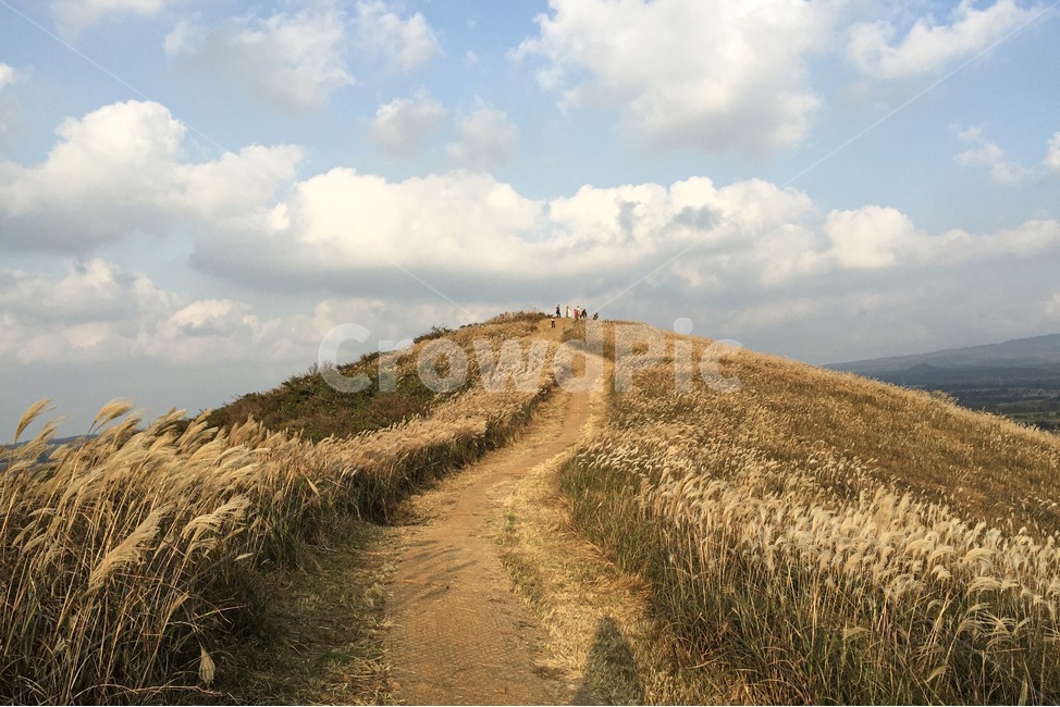 자연,갈대,가을,제주,jeju,그림자,추수,하늘,구름,fall,제주도,길,갈대길,sky,reedbed,가을,계절,fall,autumn,season,제주도,jeju,jeju island,식물,자연,plants,nature,grassland,목초지,field,들,outdoors,옥외