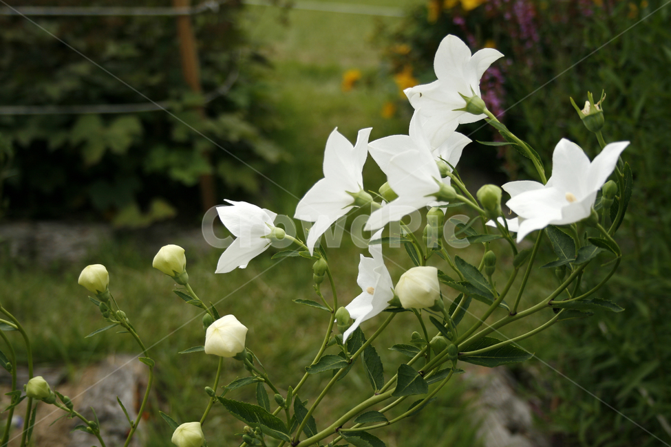 도라지꽃,식물,flower,plants,nature,꽃,꽃봉오리,꽃밭,식물,자연,plants,nature,꽃,flower