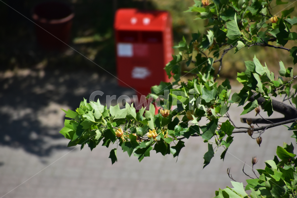 자연,배경,아름다운,우체통,나무,빨간,nature,background,beautiful,mailbox,tree,red,식물,자연,plants,nature