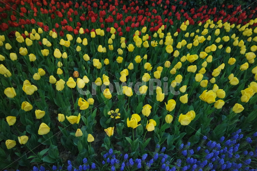 꽃,flower,blossom,튤립,튤립꽃