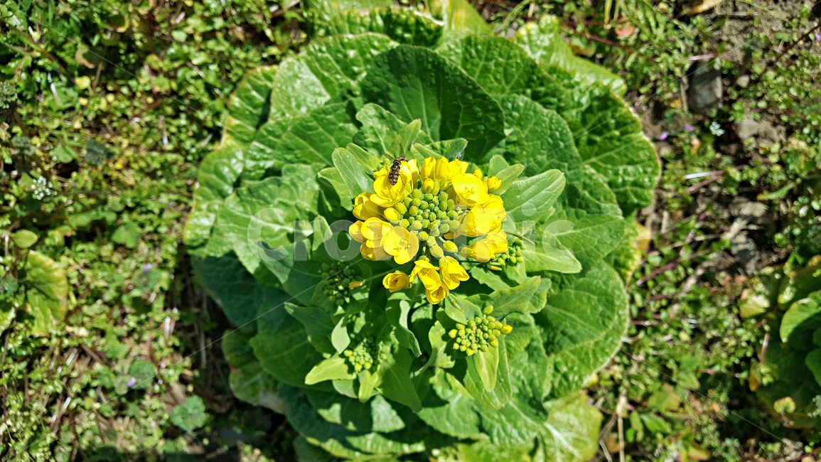 봄동꽃,봄동,꽃,flower,blossom,식물,plant,식물,자연,plants,nature