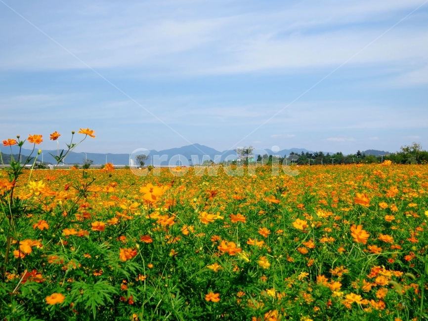가을,감성,캐논,코스모스,알록달록,사진,노트5,보정,주황,꽃,canon,cosmos,colorful,orange,flowers,꽃밭,스냅,하늘,sky,snap,가을,계절,fall,autumn,season,자연,풍경,nature,landscape,식물,plants,꽃,flower,grassland,목초지,field,들,outdoors,옥외,rural,농촌,farm,농장,meadow