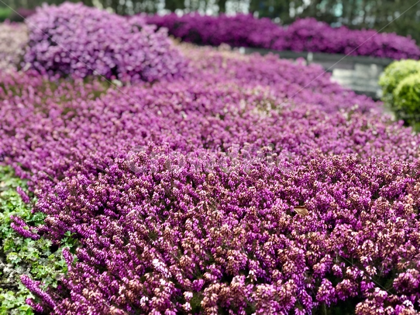 꽃,들꽃,들풀,자연,분홍색,핑크색,분홍,핑크,보라,보라색,pink,purple,violet,flowers,pinkflower,purpleflower,violetflower