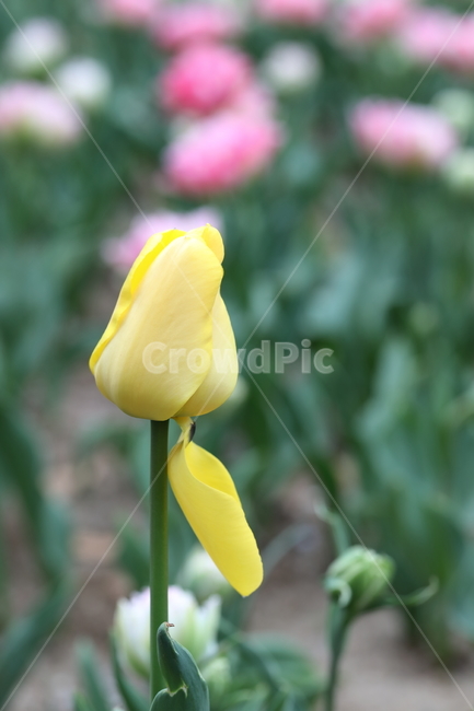 꽃,튤립,꽃길,꽃밭,봄,계절,공원,자연,색깔,flowers,tulips,spring,field,park,nature,colors,colorful,season,봄날