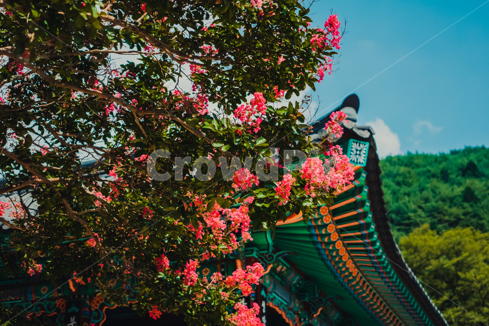 꽃,꽃나무,temple,architecture,건축물,건물,절,사찰,하늘,구름,sky,cloud,나무,tree,풍경,절풍경,flower