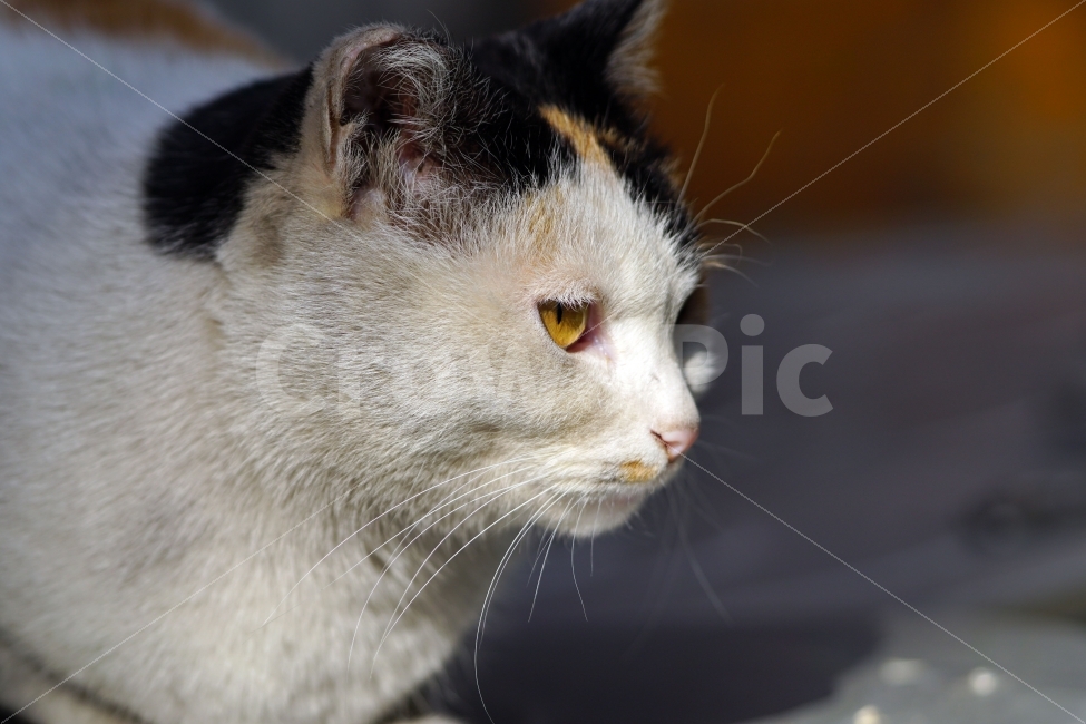 고양이,길고양이,들고양이,삼색고양이,삼색털고양이,냐옹,냐옹이,동물,애완동물,반려동물,애완묘,반려묘,cat,pet,animal,암컷,수컷,얼굴,수염,눈빛,옆모습,야옹이,포유류,흰색,스냅,snap,동물,animal,고양이,cat,kitten,kitty,포유류,mammal