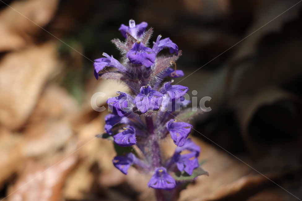 야생화,봄,꽃,wildflower,spring,식물,자연,plants,nature,꽃,flower
