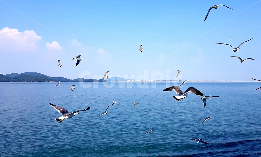 바다,갈매기,자연,배경,풍경