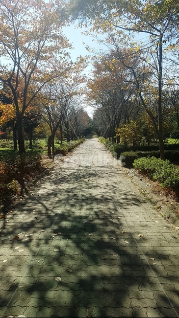 숲,나무,단풍,길,가을,자연,풍경,nature,landscape,path,통로,road,도로