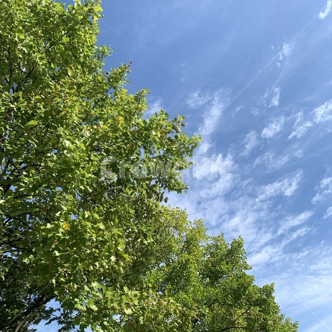 tree,나무,plant,식물,treetrunk,나무줄기,자연,풍경,nature,landscape,식물,plants,나무,trees,wood