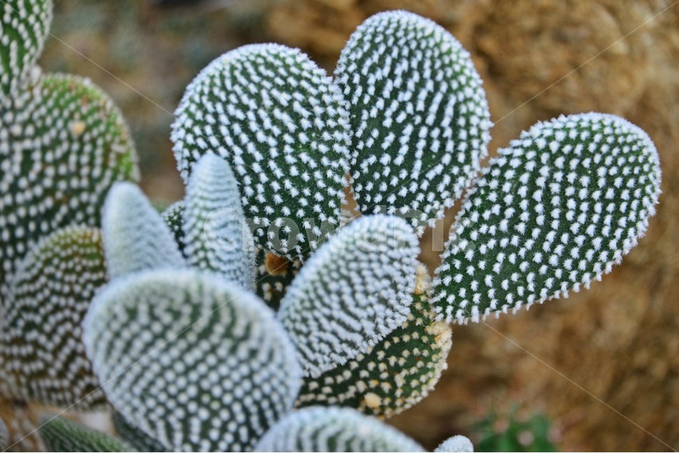 plant,식물,cactus,선인장,다육,다육이,관상다육,관상식물,다육식물,식물,자연,plants,nature