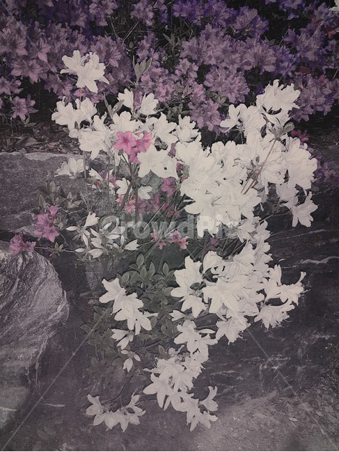 꽃,철쭉,하얀철쭉,하얀색,하얀꽃,바위,공원,자연,풍경,식물,식물,자연,plants,nature,꽃,flower