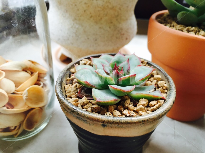 화분,다육이,다육식물,식물,succulents,plant,정원,미니어처,토분,아기자기
