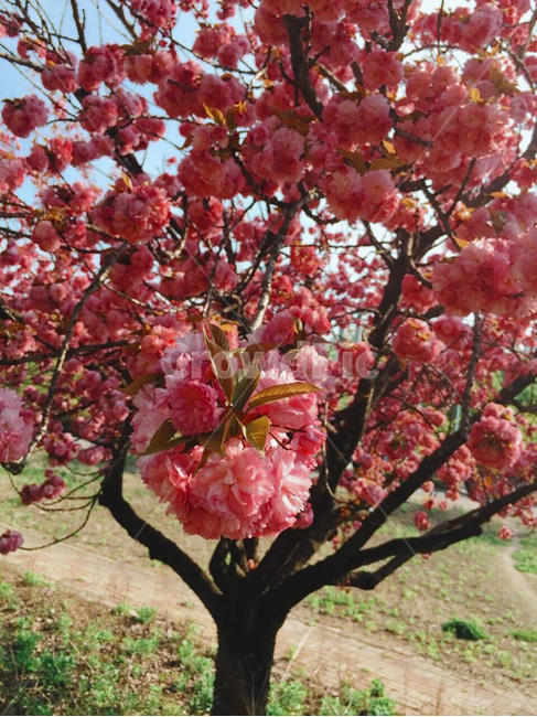 분홍꽃,분홍,나무,자연,야외,pink,tree,nature,outdoor,식물,자연,plants,nature,꽃,flower