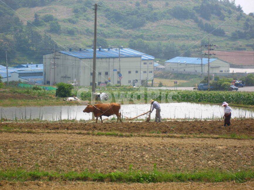 animal,동물,cow,소,가축,농사,mammal,nature,자연,옥외,human,outdoors,농장,봄,시골,마을,풍경,landscape,country,rural,town,농업,농사,agriculture,farming,farming industry