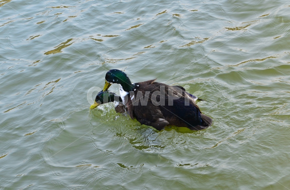 animal,동물,bird,새,duck,오리,mallard,청둥오리,waterfowl,물새,짝짓기,동물,animal,조류,새,birds