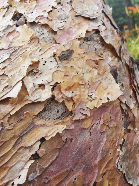 나무,껍질,tree,자연,표면,surface,natural,접사,근접,closeup,나무,trees,wood