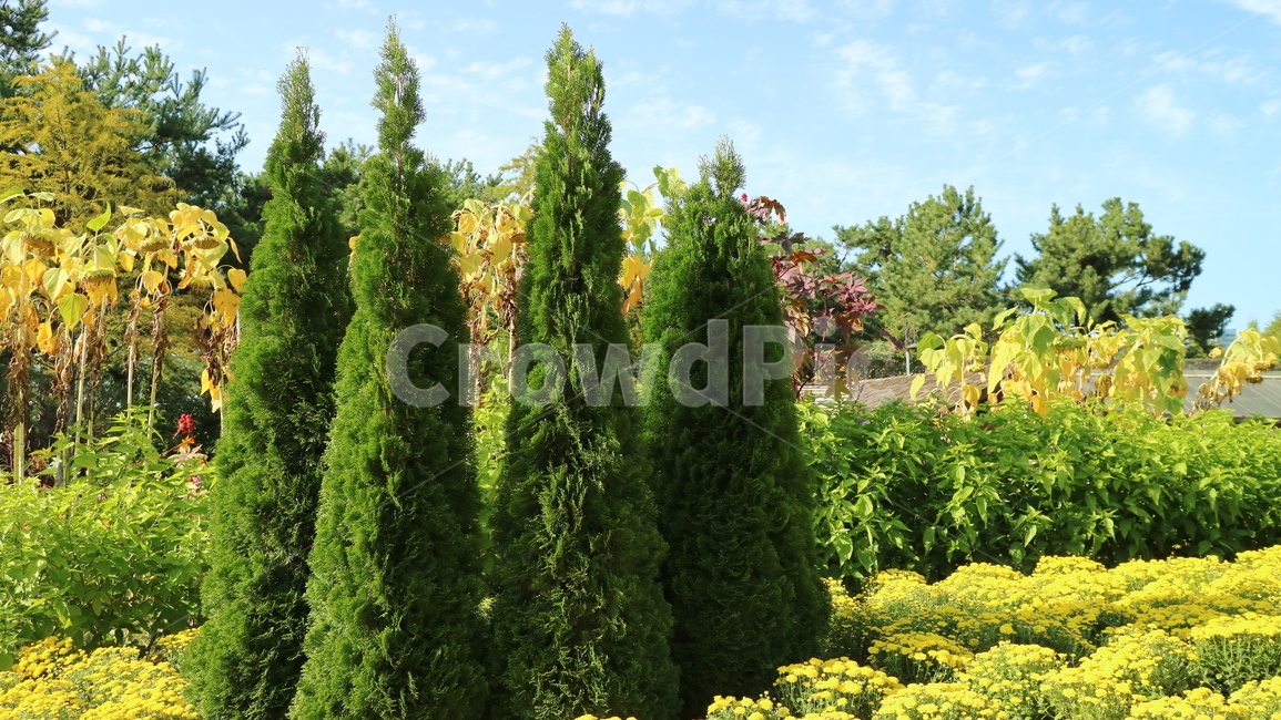 tree,나무,plant,식물,하늘,자연,풍경,nature,landscape