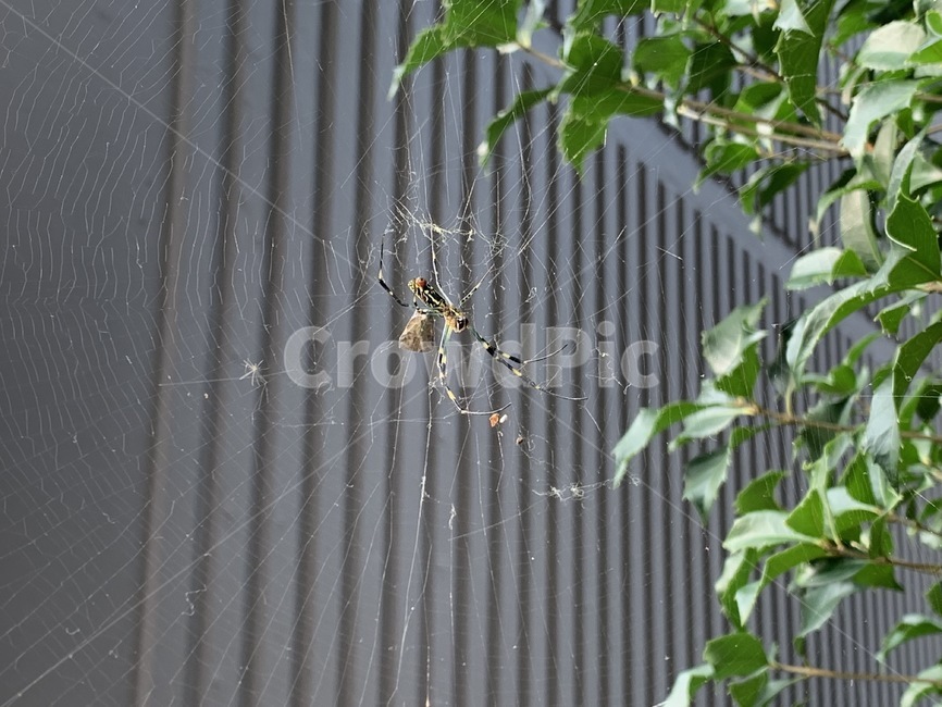 거미,거미줄,spider,동물,spiderweb,곤충,벌레,insect,bug