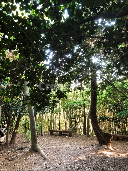 낙엽,공원,길,햇살,풍경,나무,배경,고요,화사함,분위기,감성,자유,힐링,휴식,산책,자연,nature,야외,자연광,식물,색감,산책로,내리막길,수목,수목원,쉼터