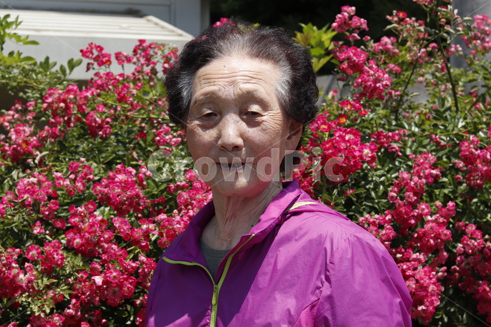 할머니,사람,노인,여성,여자,빛,봄,사람,인물,인간,human,person,노인,어르신,old man, senior citizen