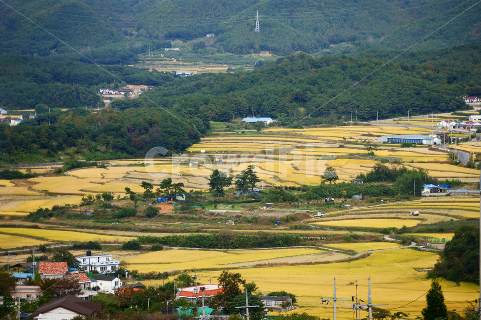 가을,마을,노랑,풍경,시골,나무,집,주택,fall,autum,yellow,landscape,풍경배경,배경,가을배경,시골,마을,풍경,landscape,country,rural,town