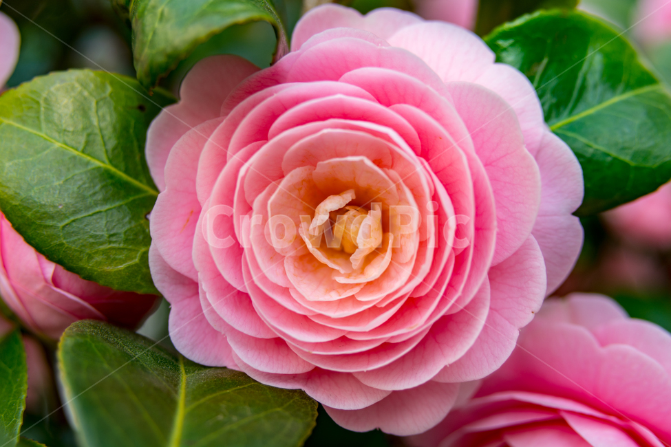 	봄,꽃,자연,동백꽃,접사,flower,동백,핑크,pink,봄,계절,spring,season,식물,자연,plants,nature,꽃,flower,blossom,rose,장미,plant