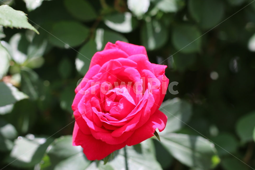 꽃,장미꽃,꽃송이,잎,식물,야외,자연,정원,싱그러움,아름다움,빨강,초록,flower,rose