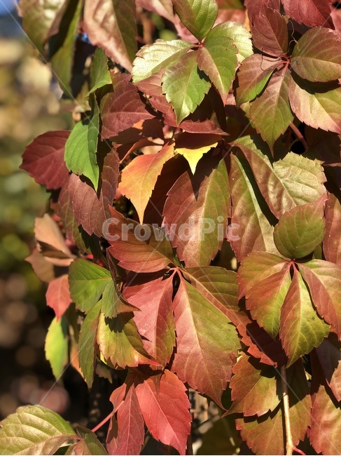 plant,식물,가을,단풍,빛,가을,계절,fall,autumn,season,식물,자연,plants,nature