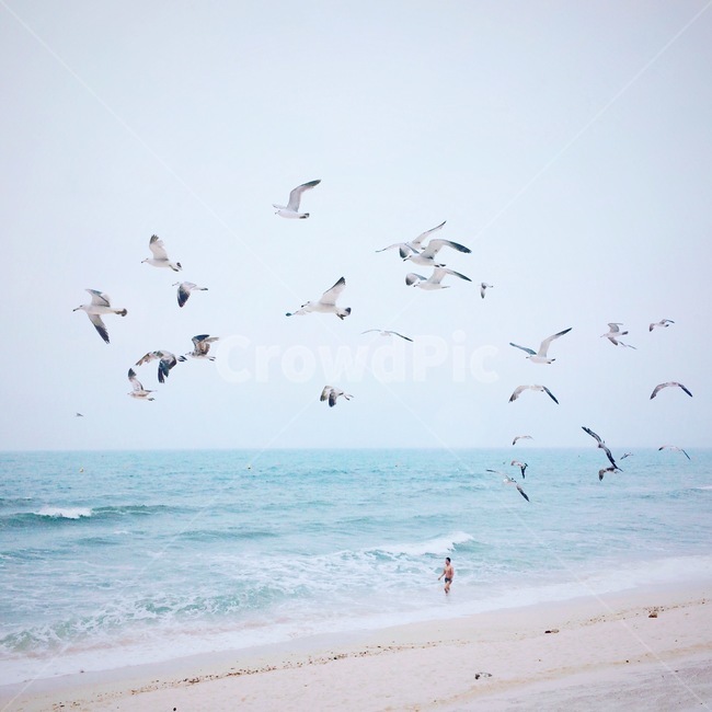 갈매기,여름바다,바다,해수욕장,파도,sea,beach,해변,바다,beach,sea