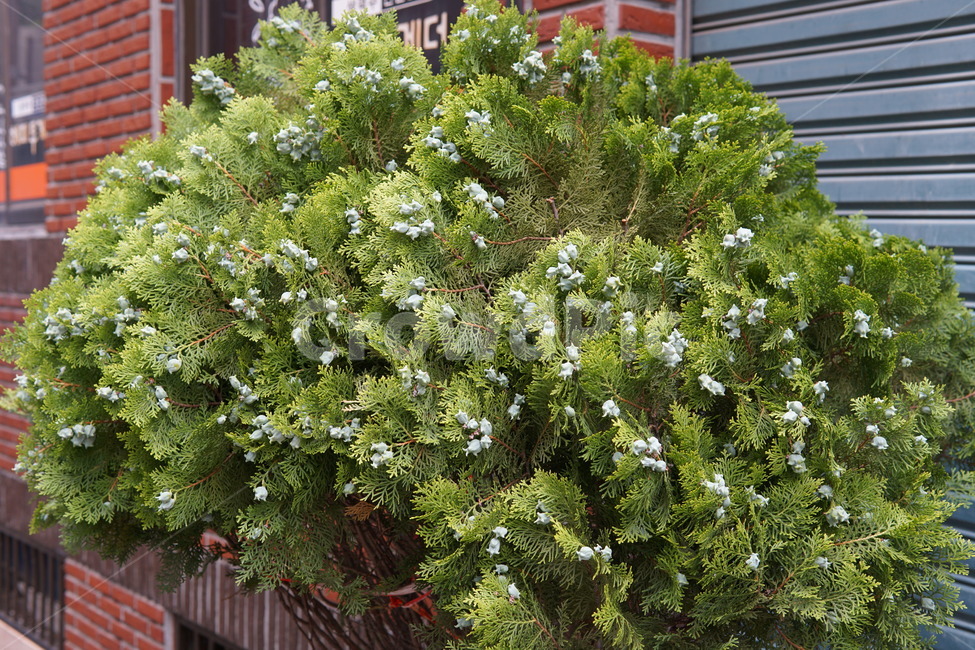 나무,tree,green,녹색,푸른,싱그러운,시원한,열매,잎파리,잎사귀,꽃,야자수,향나무