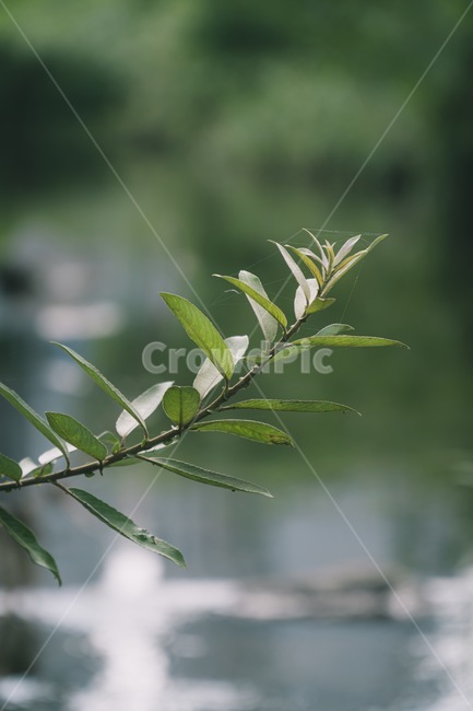 여름,식물,계절,자연,summer,아웃포커싱,green,plant,leaf,nature