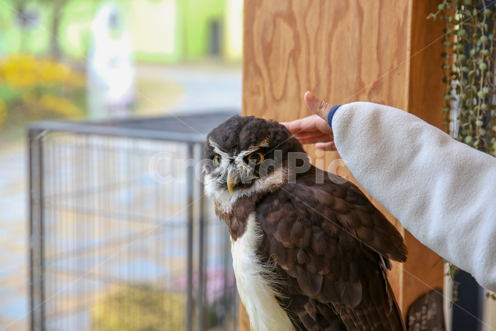 제주화조원,화조원,동물원,조류,새,부엉이,동물,animal,조류,새,birds,사람,인물,인간,human,person,신체일부,몸,body
