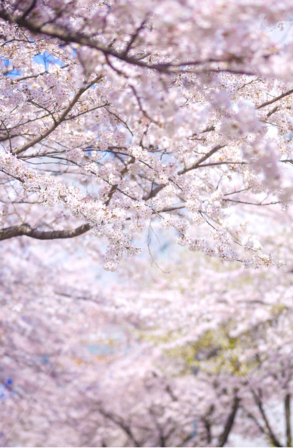 벚꽃,봄,srpingcherryblossom,꽃,계절,springseason,식물,자연,plantsnatureflower,봄,계절,spring,season,식물,자연,plants,nature,꽃,flower,감성,sensible,feeling,plant,blossom,cherry blossom