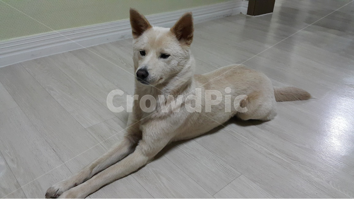 애완견,강아지,dog,petdog,진도개,pet,jindodog,koeradog,한국개,펫독,동물,animal,포유류,mammal,개,강아지,dog,doggy