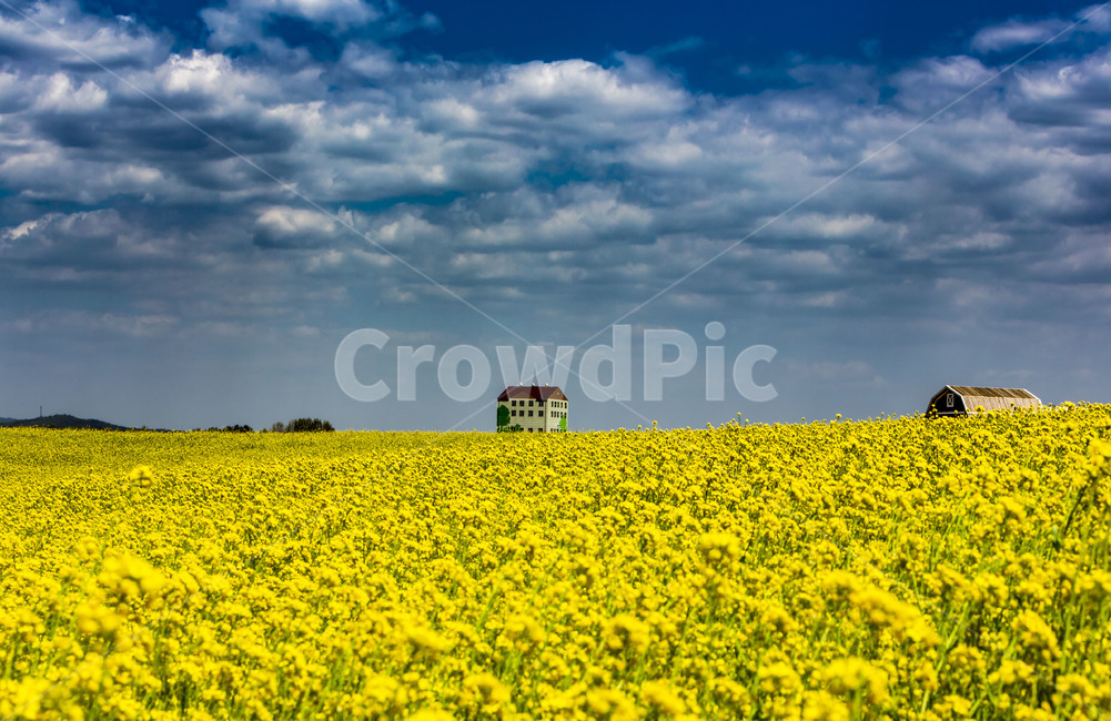 sky,cloud,Anseong Farm Land,rape flower,land mark,Tourist destination,pasture,grassland
