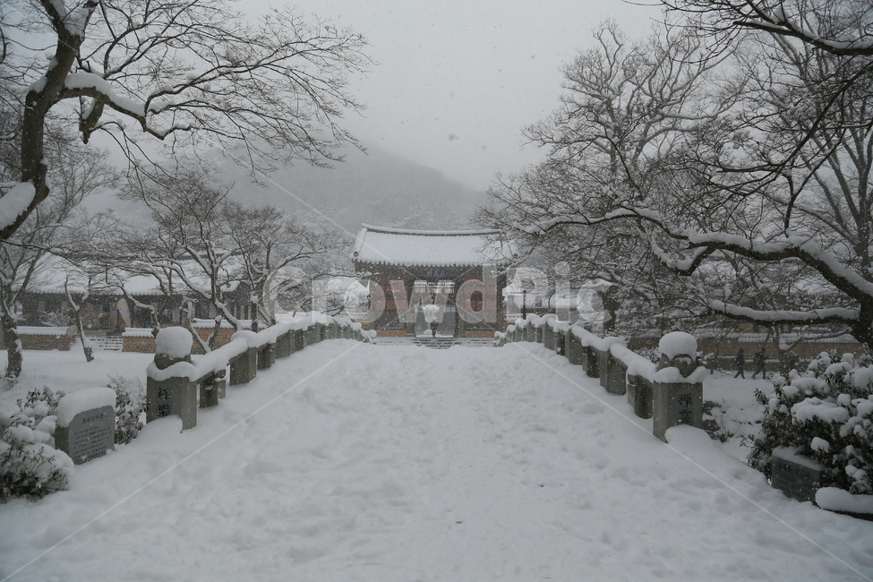 고창,선운사,설경,선운사설경,겨울,눈,겨울,계절,winter,season,자연,풍경,nature,landscape,한국자연풍경,한국자연경관,korea nature landscape,한국전통,한국문화,korean traditional,korean culture,종교,신앙,religion,belief,faith,storm,폭풍,snow,outdoors,옥외,blizzard,눈보라