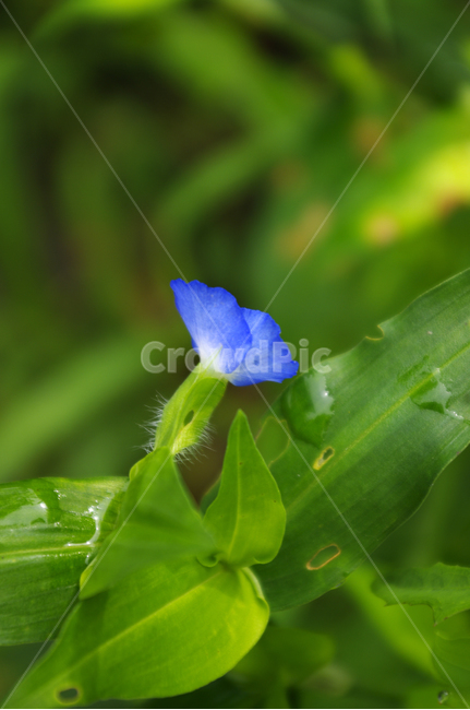 닭의장풀,꽃,flower,식물,plant,식물,자연,plants,nature,꽃,flower