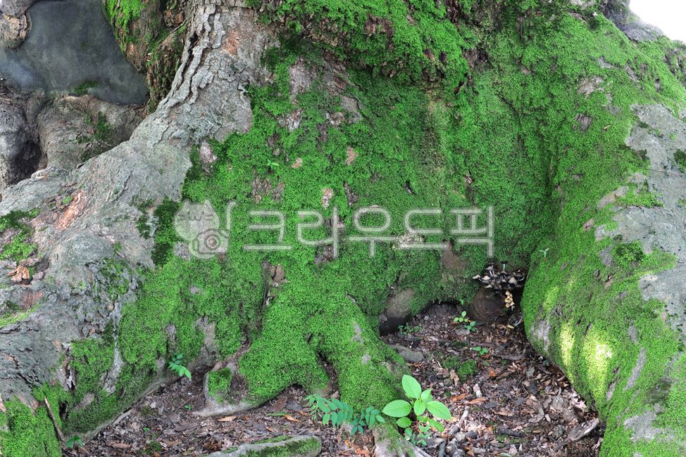 Hackberry,protected tree,Moss,plant,tree,Old giant tree,natural monument fire