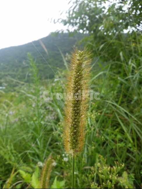 식물,plant,초목,자연,강아지풀,풀,식물,자연,plants,nature