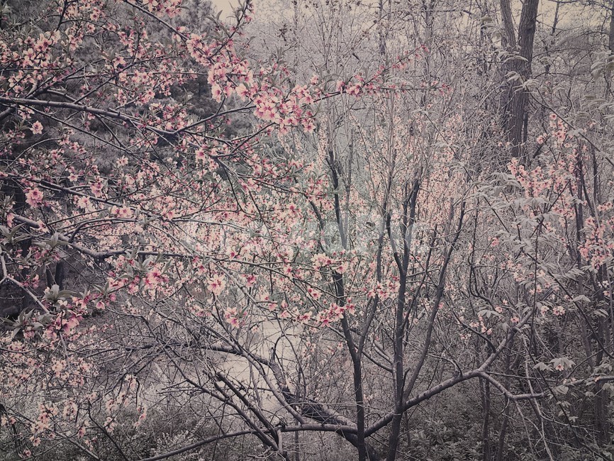 흑백,자연,산,꽃,꽃나무,분홍,분홍꽃,풍경,회색,회색빛,식물,자연,plants,nature,꽃,flower