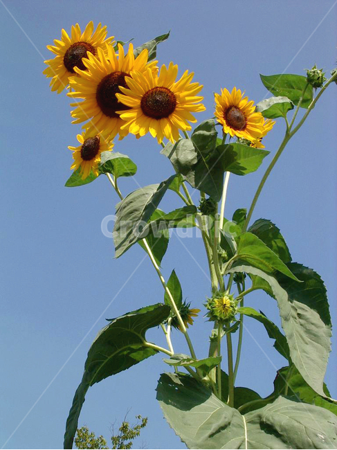 해바라기,꽃,하늘,sunflower,sky,flower,flora,bloom,감성,여름,summer,자연,식물,식물,자연,plants,nature,꽃,flower